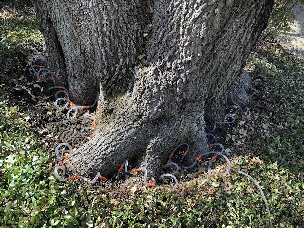 Detailed Tree Cabling and Bracing job site in Enville