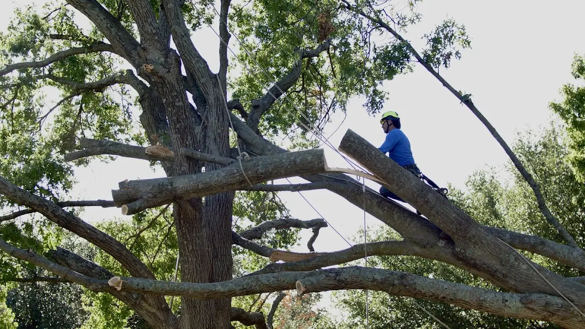 Professional Hazardous Tree Removal performed by certified arborists in Enville