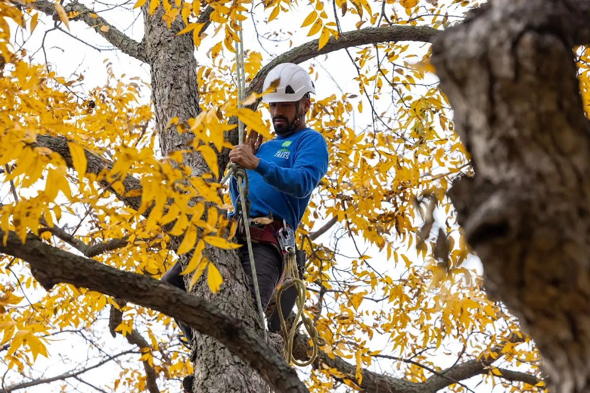 Skilled Storm Damage Cleanup crew working in Enville